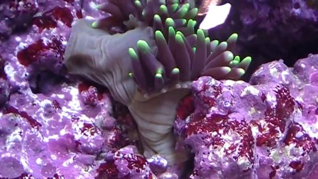 Anemone starting to split смотреть онлайн