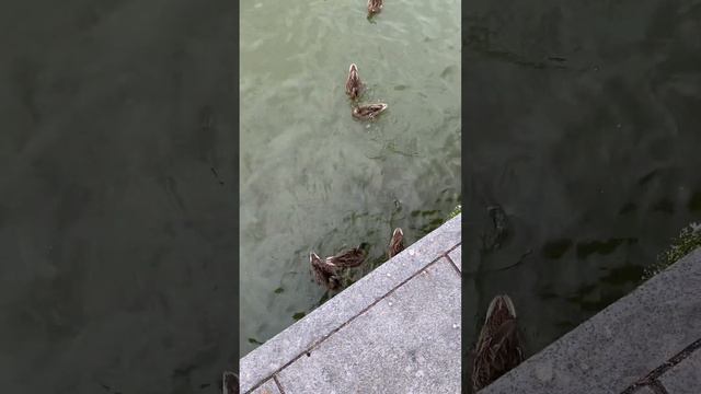 В мире животных. #спб #лебеди #утки #рыбы смотреть онлайн