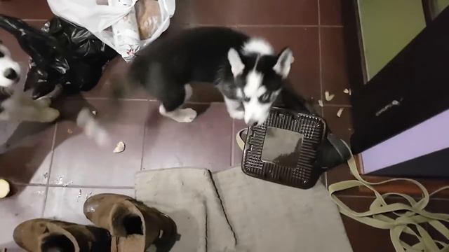 ХАСКИ УНИЧТОЖИЛ ДОМ / хаски и маламуты одни дома устроили погром в квартире смотреть онлайн