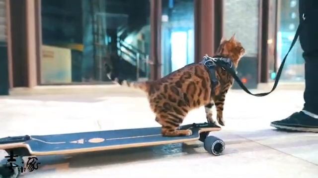 skateboard cat outdoor смотреть онлайн