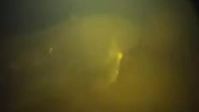 Гигантский сом на 150 кг под водой #  Самый большой Сом в мире