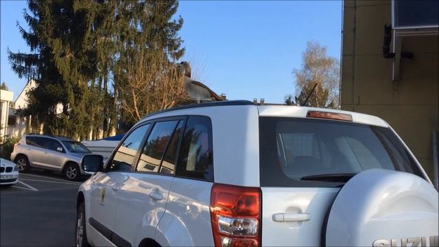 гусь нильский смотреть онлайн