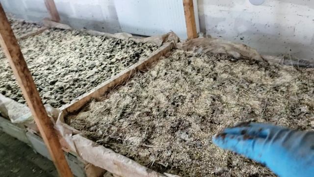 Разведение червей для рыбалки, Перехожу на торф смотреть онлайн