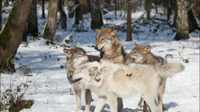 Волчица - Татьяна Чубарова.