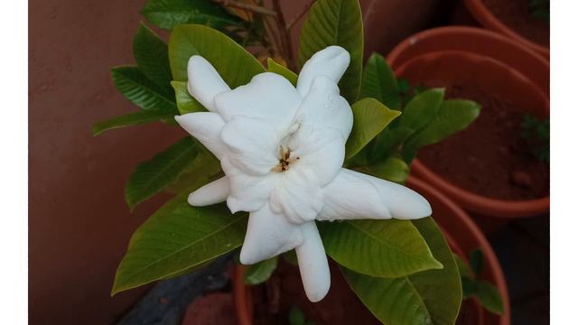 My first gardenia flower has bloomed! смотреть онлайн