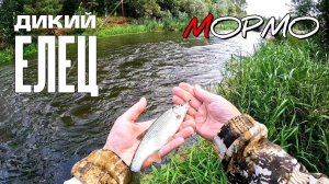 Дикий елец. Ловля мирной рыбы. Мормышинг. Наноджиг