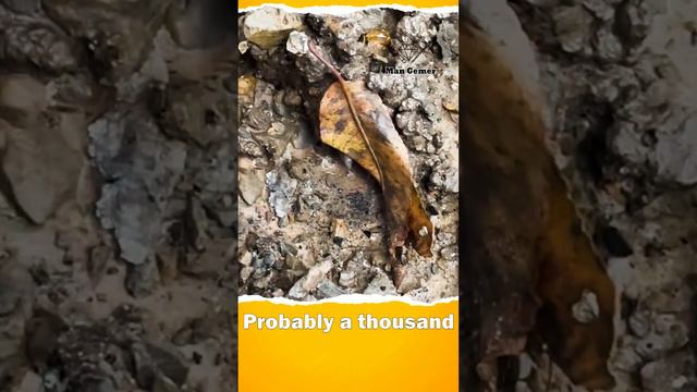 Probably a thousand #herkimerdiamonds in my clay muck pile I bring home from the mine everyday #ro смотреть онлайн