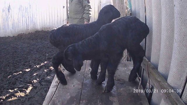 Гиссары. Ягнята Гиссарской породы.