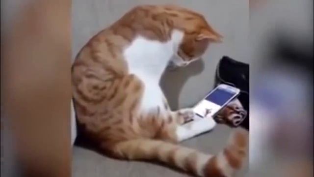 Коту показали видео с его погибшим хозяином. Кадры, от которых сжимается сердце