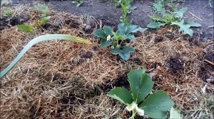 Пересадка виктории. Не бойтесь пересадить викторию в октябре и даже в мае!!! Наглядный результат!!!