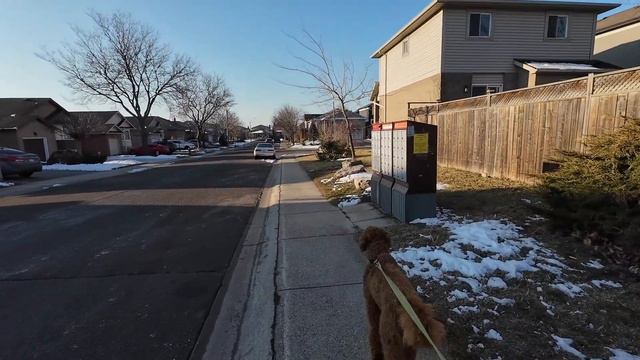 Jack The Shi-Poo & Pippa The Standard Poodle Walk #2 смотреть онлайн