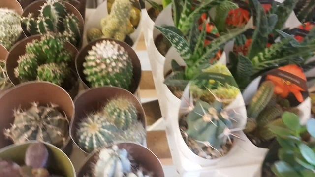 МИКСЫ КАКТУСОВ И СУККУЛЕНТОВ В ОБИ?(Много маленьких новинок)??☘ смотреть онлайн
