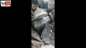 Мульчирование огорода с опилками и куриным перегноем.Триходерма в домашних условиях на трутовиках.