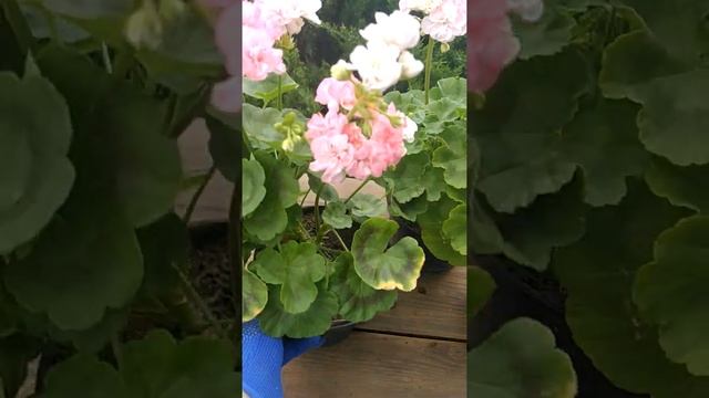 Сравнительное видео сортов пеларгонии Salima DZ, Dovepoint, Odensjo Evelyn Shelby, Clair смотреть онлайн