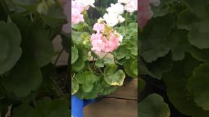 Сравнительное видео сортов пеларгонии Salima DZ, Dovepoint, Odensjo Evelyn Shelby, Clair