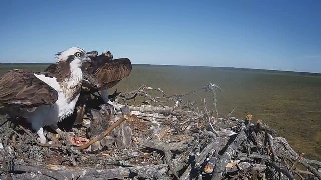 Скопа_Красный Бор_Вторая рыба за день и тревога (13 июня 8:35) смотреть онлайн