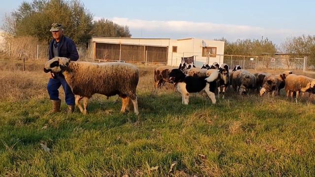 Петьо 71285 смотреть онлайн