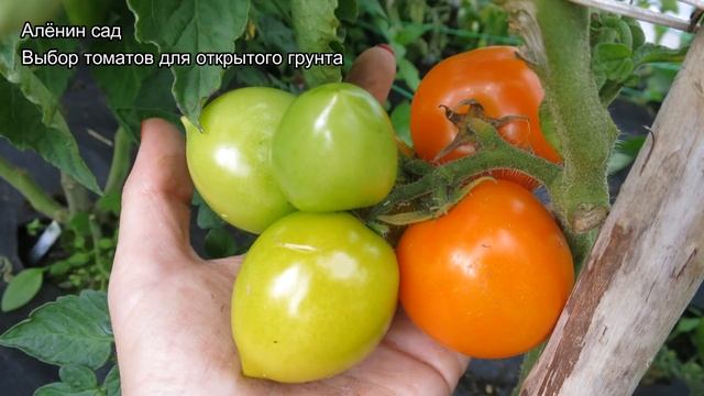 Сорта томатов 2018 ДЕТЫ для открытого грунта / Низкорослые сорта томатов смотреть онлайн