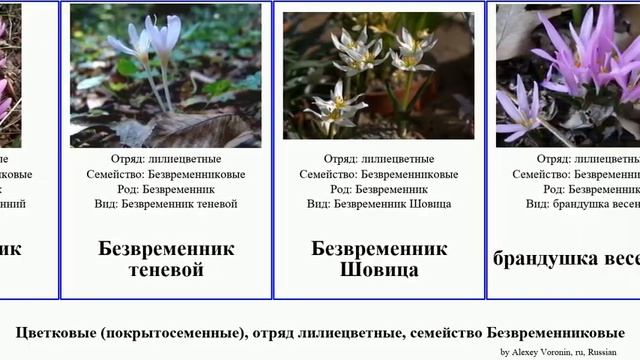Цветковые (покрытосеменные), отряд лилиецветные, семейство Безвременниковые angiosperms Увулярия смотреть онлайн
