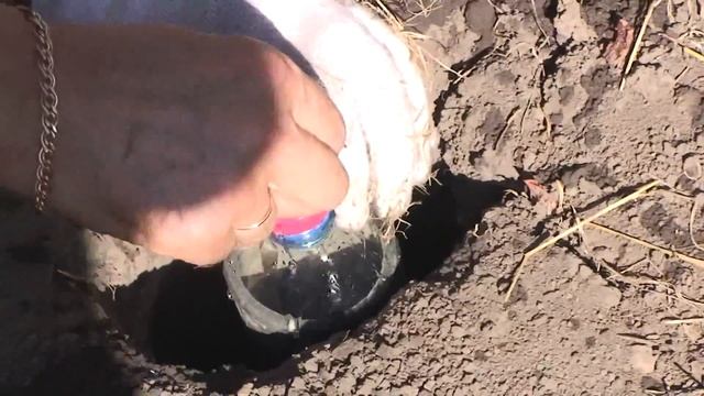 Супер-подземный полив винограда. смотреть онлайн