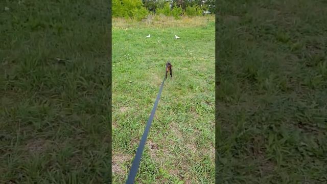 Бенгальская кошка на охоте