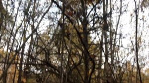 Гнездо сороки обыкновенной, может внутри клад?