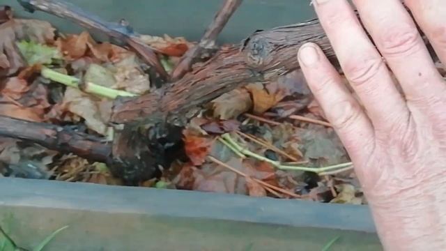 4 ноября 2022 года. Обрезка и укладка виноградной лозы на зиму. Проблемная лоза на аркадии. смотреть онлайн