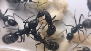 Содержание муравьев Camponotus vagus