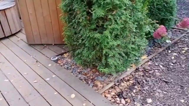 Зеленая комната из туи в Аптекарском огороде смотреть онлайн