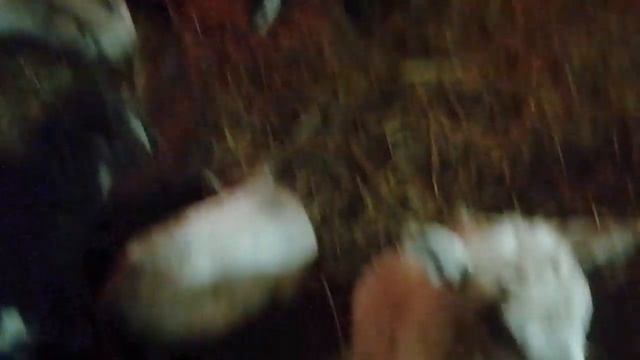 027 - Кормление месячных козлят, поросят и т. Д смотреть онлайн