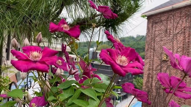 Rouge Cardinal Clematis 2022