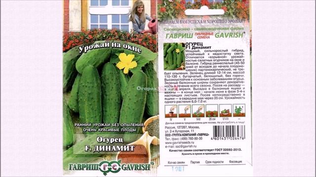 Выбираем Сорта огурцов для выращивания дома на подоконнике зимой смотреть онлайн