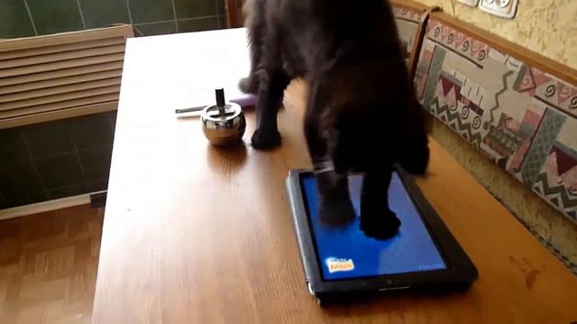 Мейн кун и iPad смотреть онлайн