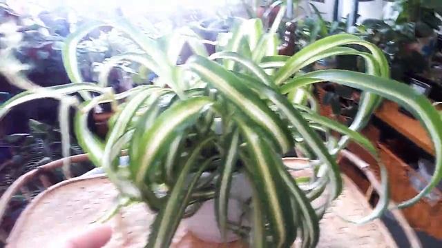CHLOROPHYTUM COMOSUM BONNIE (CURLY SPIDER PLANT)❤ смотреть онлайн