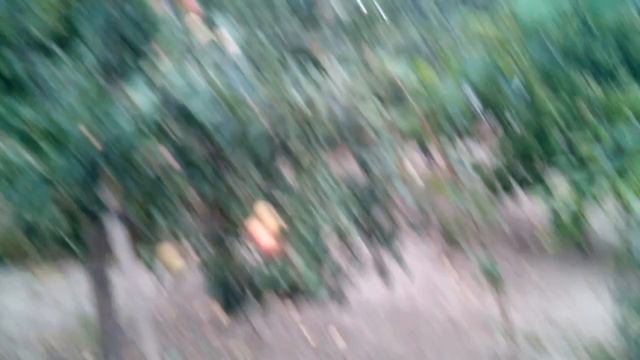 Eziz gullerim гаргина zinnia смотреть онлайн