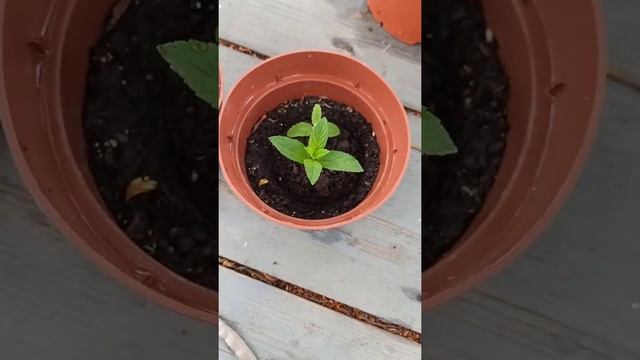 Интересные Факты и Загадки