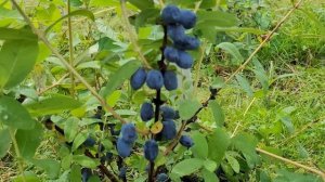 Жимолость Бореал Бьюти. Обзор сорта в Калининградской области. Лето 2022