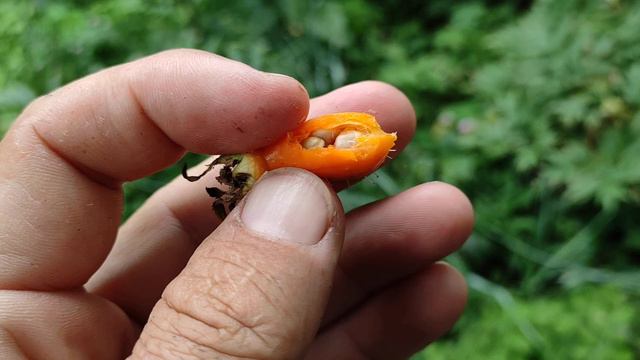 Mandarin Rose (Rosa moyesii) - tasting the half-ripe fruit смотреть онлайн