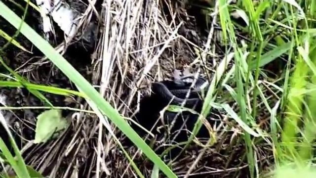 Летняя учебная прогарамма экспедиции "Сибирский путь". смотреть онлайн