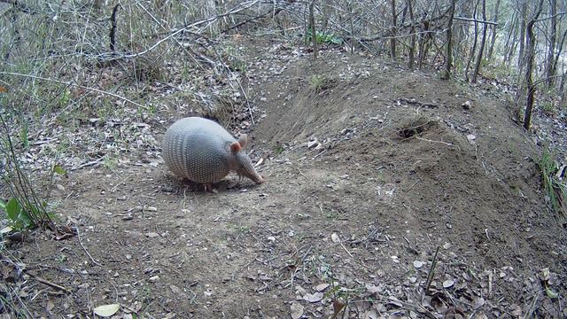 Armadillo noodling around near a burrow смотреть онлайн