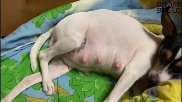 Американский той фокстерьер впервые рожает / American toy fox terrier gives birth for the first tim смотреть онлайн