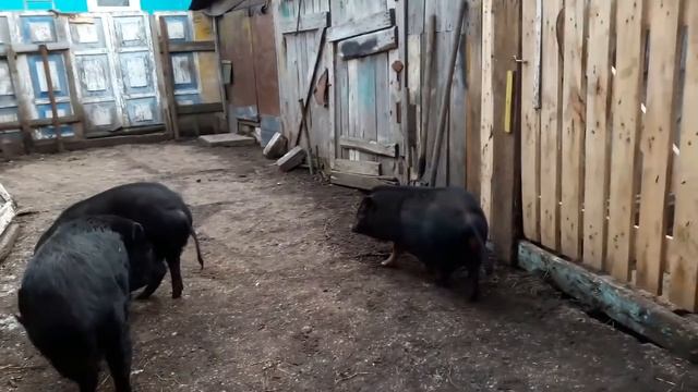 как определить беременность у вьетнамской вислобрюхой свиньи смотреть онлайн