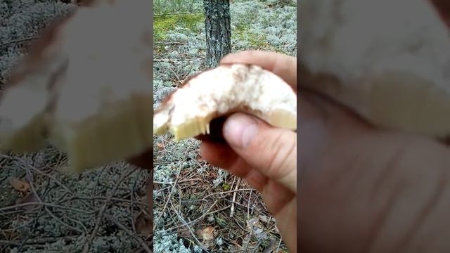 Белые грибы все червивые- отчёт для жены :-) смотреть онлайн