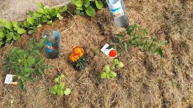 Огород по-французски. Мода и теплица