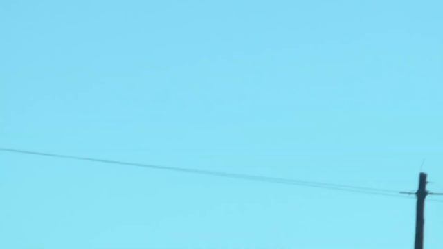 Белохвостый олень смотреть онлайн