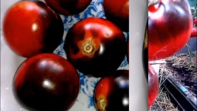 Достойный сорт на 2021 и почему я его выбрала?!