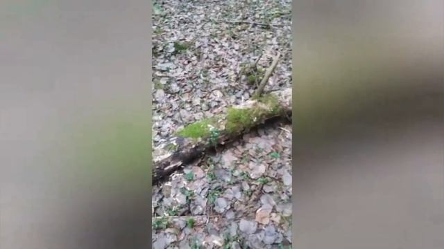 КУНИЦА!!! ЕЩЁ ОДНА КУНИЦА!! смотреть онлайн