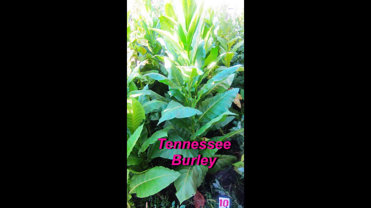 ДНЕВНИК ТАБАКОВОДА № 41 ( 4.08. Сорт Tennessee Burley ) ТАБАК