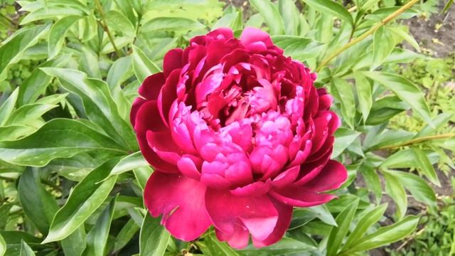 Пион Армани.Темнее темных! Июнь 2020. смотреть онлайн