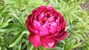 Пион Армани.Темнее темных! Июнь 2020.